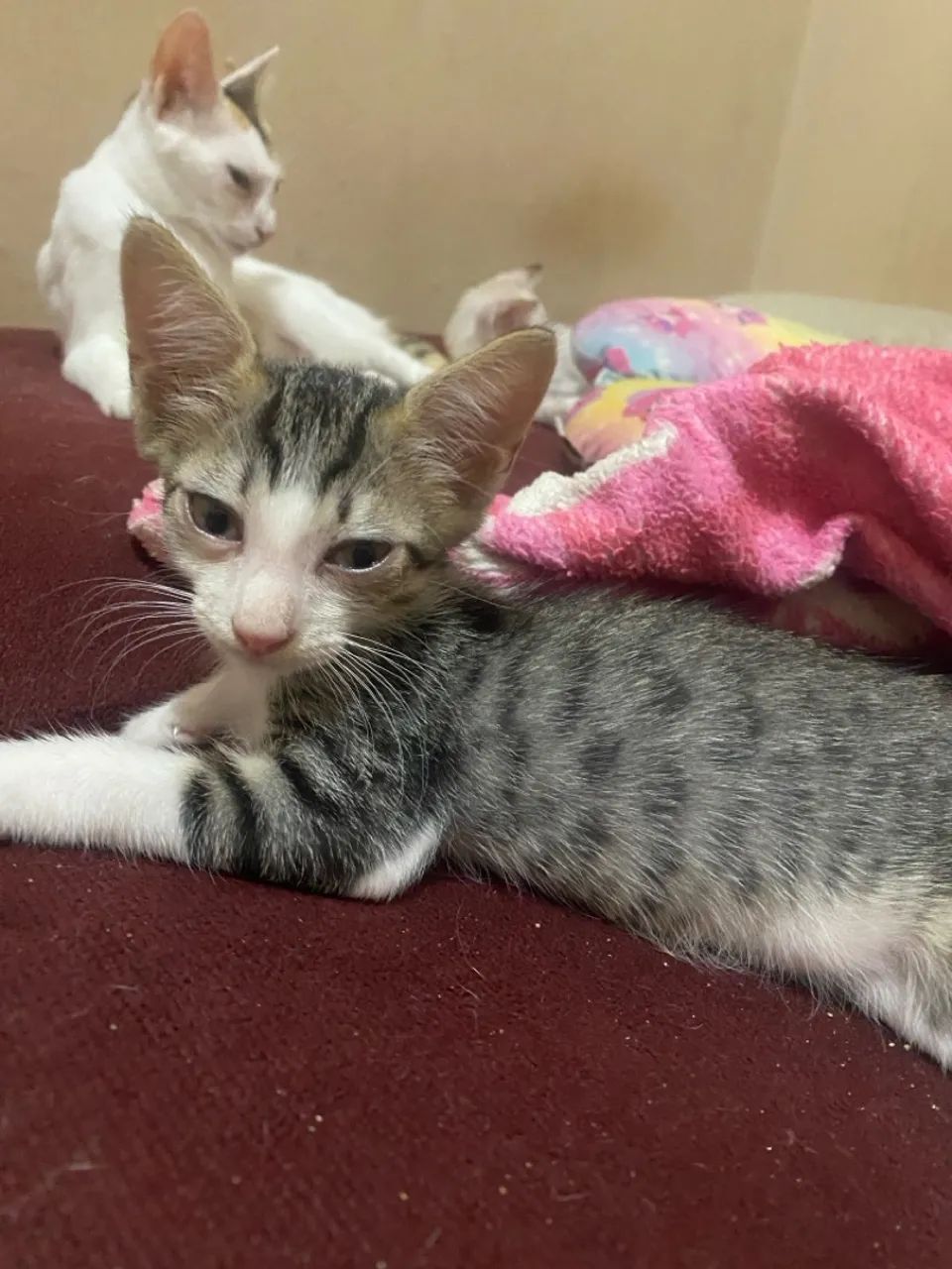 Gatinhos para adoção! - Foto 5