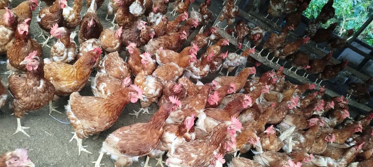 Galinha poedeira - Foto 3