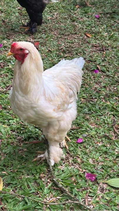 Galinha Brahma Cores - Poedeiras - Ornamentais - Ovos Galados - - Foto 6