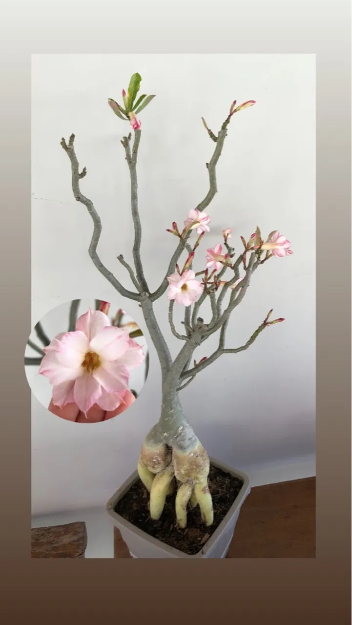 Rosa do Deserto - Linda e Exótica!