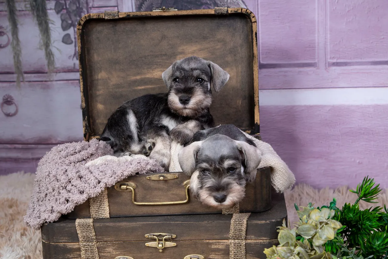 Schnauzer Miniatura CANNIS DI AYSLA