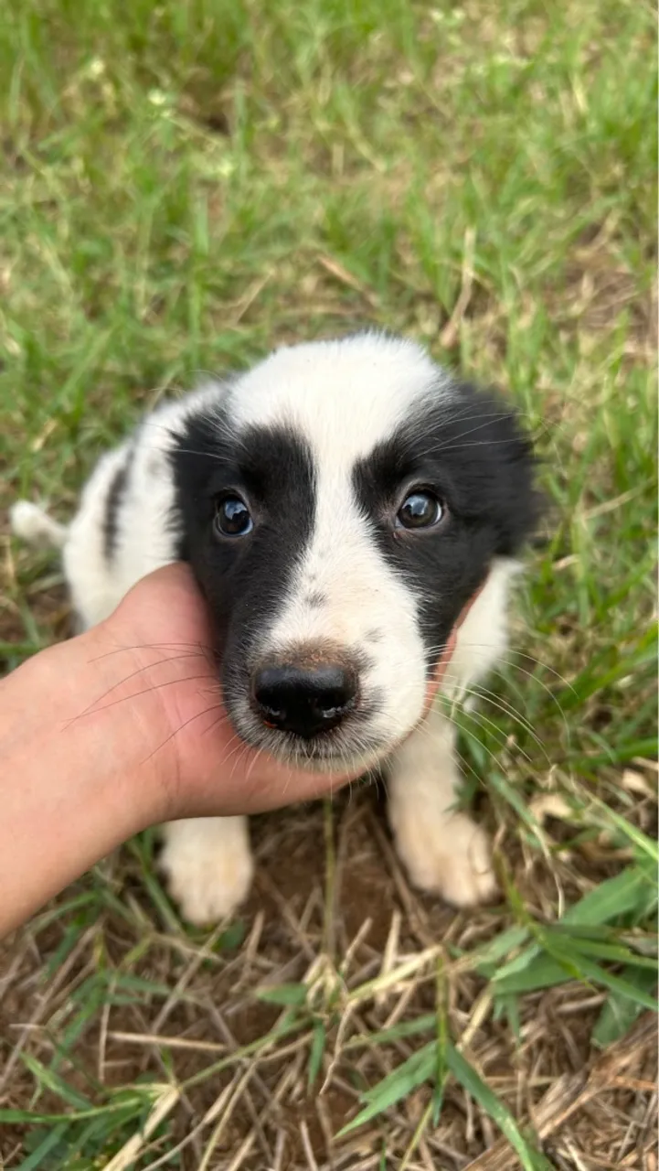 Filhote mestiço- pai Border collie e mãe blue heller