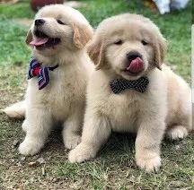 Golden Retriever somos criadores especializados a mais de 10 anos, com suporte veterinário