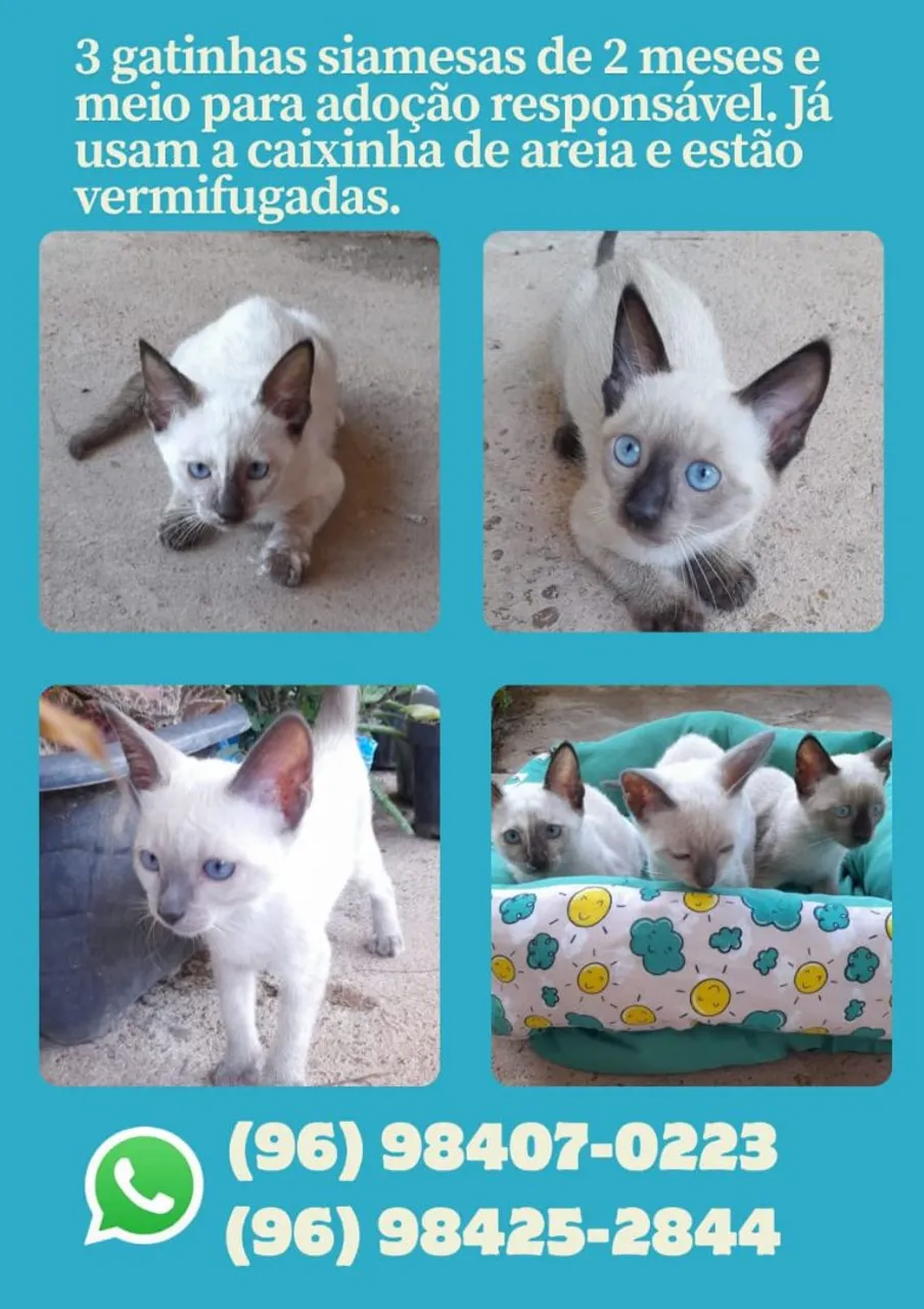Gatinhas para adoção