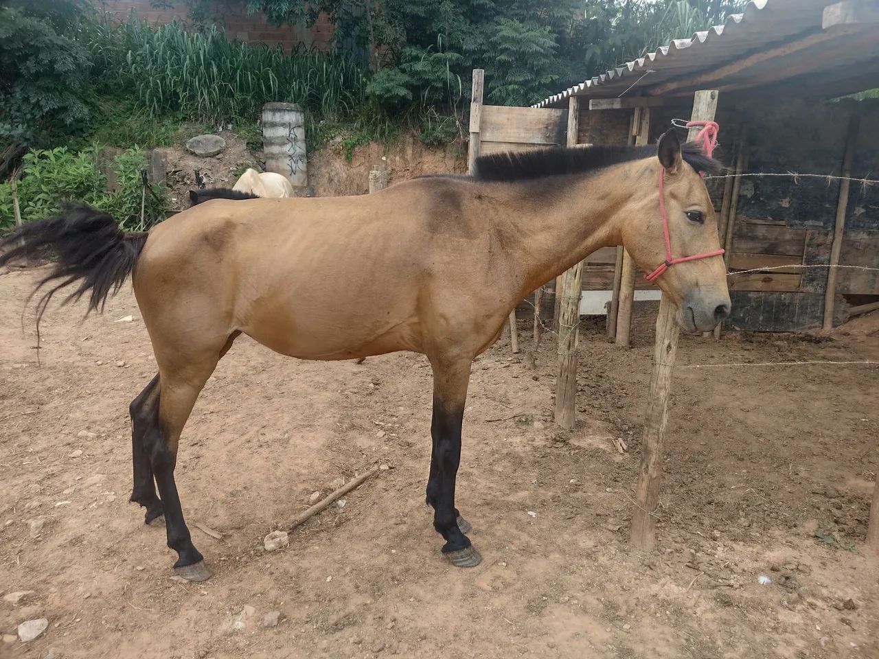 Égua boa de sela  - Foto 2