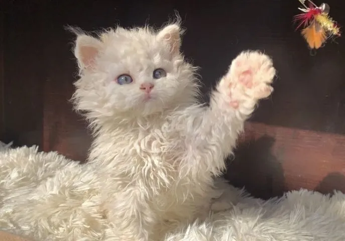 Selkirk Rex Filhotes Adoráveis na Cor Branco