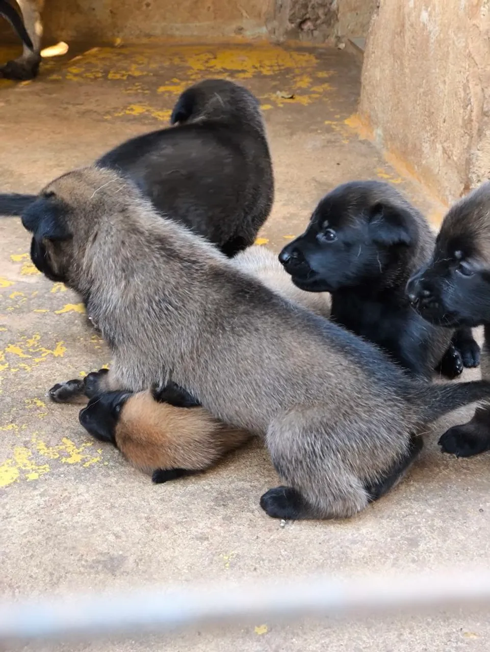 Filhotes de Pastor Belga Malinois, disponíveis para reserva