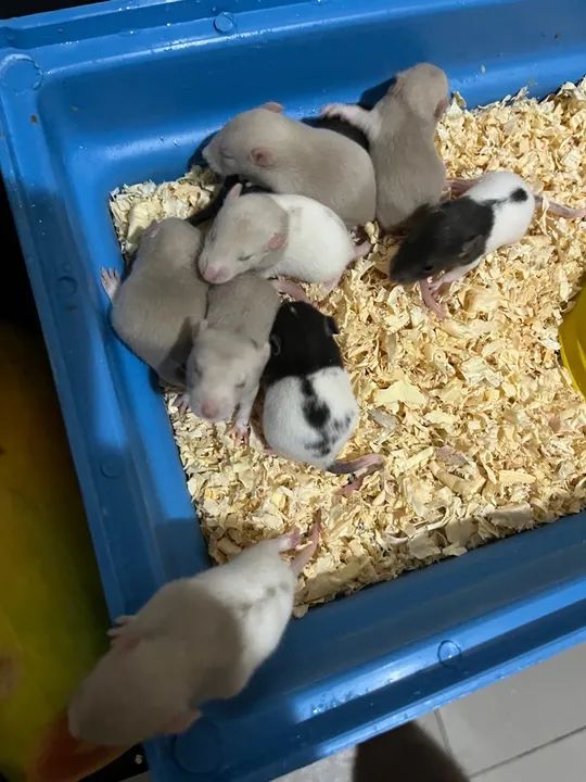 Twister filhotes - Foto 3