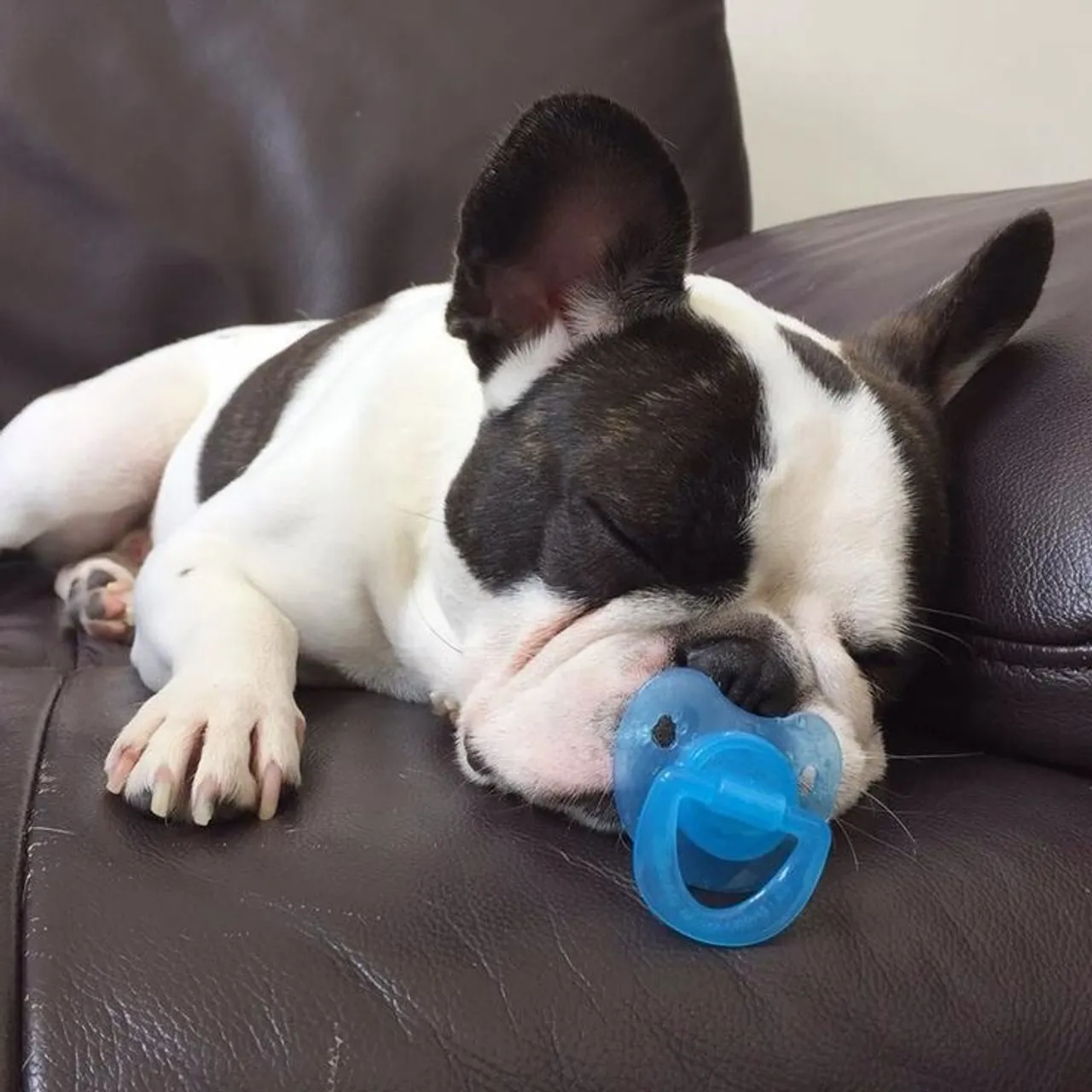 Bulldogue Francês - Sono Da Tarde No Sofá De Casa