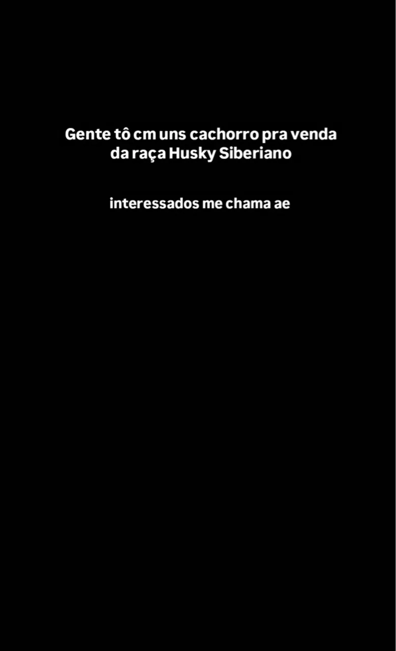 Filhotes de Husky Siberiano para venda