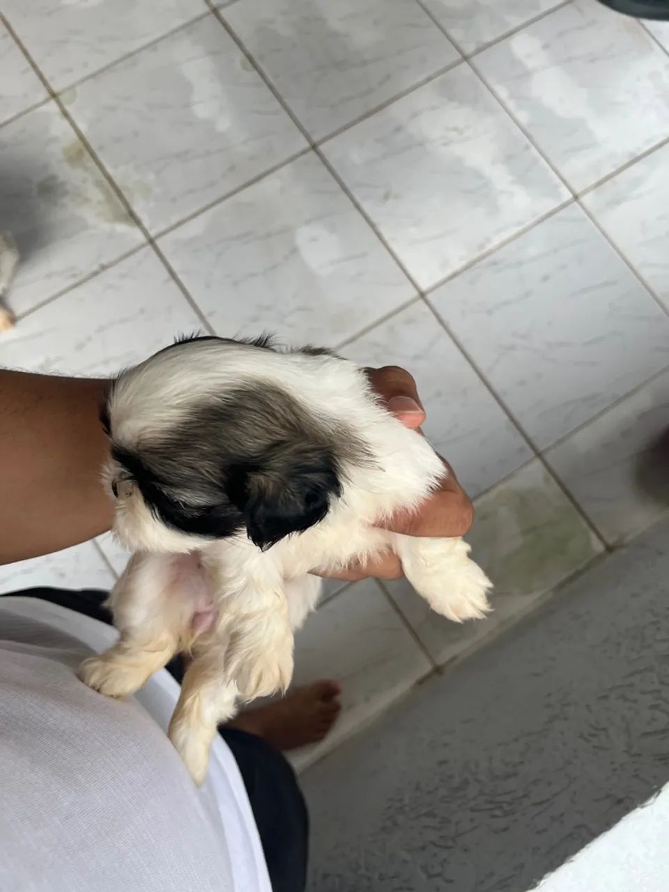 Filhote Shih Tzu - Preto e Branco e Branco com Marron - Foto 5