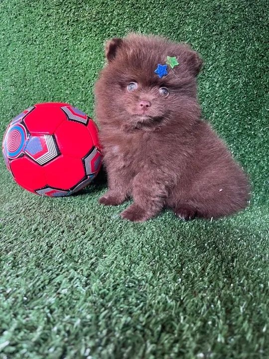 Lulu da pomerania exótico puro e com pedigree  - Foto 3