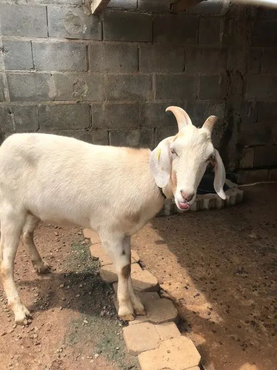 Cabrito castrado  e saudável para venda! Pensando em torno de 45 kilos 