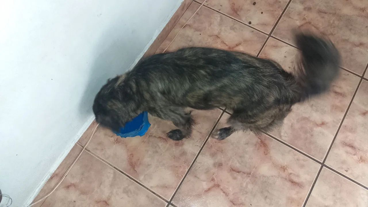 Doa se cadela - Foto 5