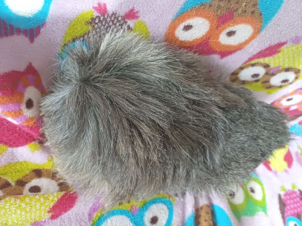 Porquinhos da india - Foto 2