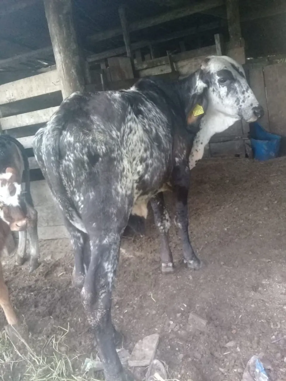 Vaca Nelore/Gir Leiteiro