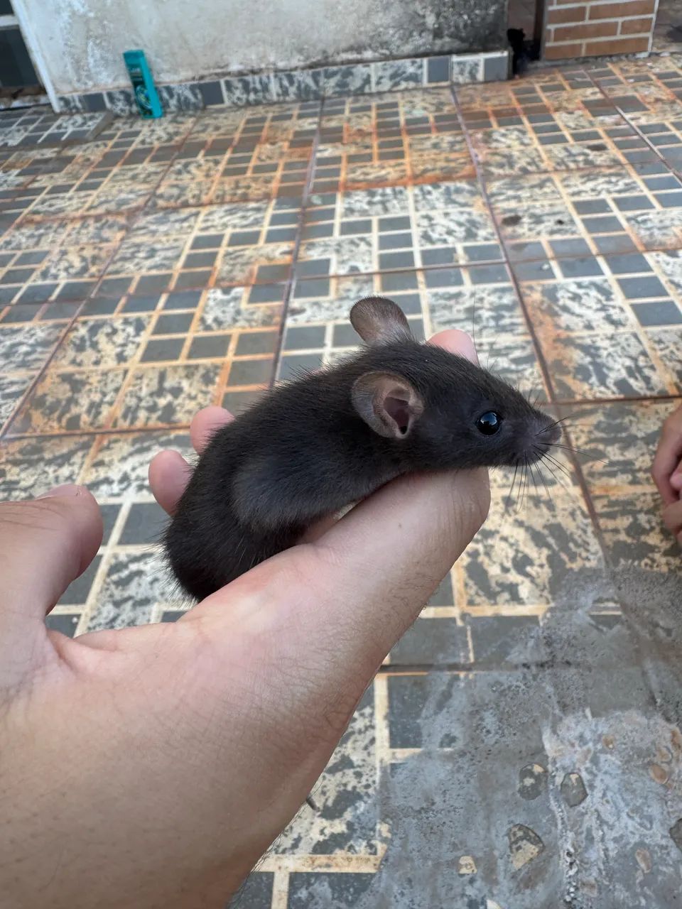 Vendo Ratinhos TWISTTER, mansinho! - Foto 6