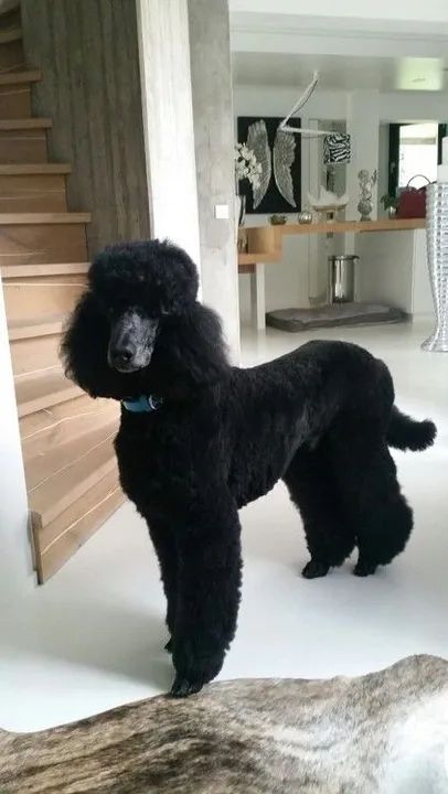 Poddle Gigante Lindos Filhotes na Cor Preto - Foto 2