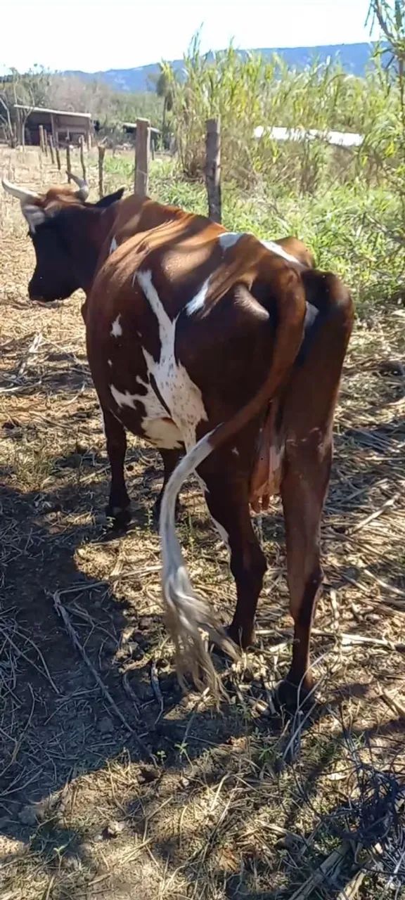 Vaca com bezerra no pé  - Foto 2