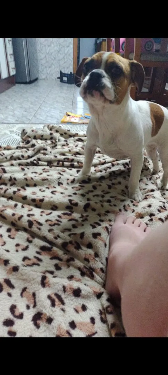 Cadela adorável para adoção
