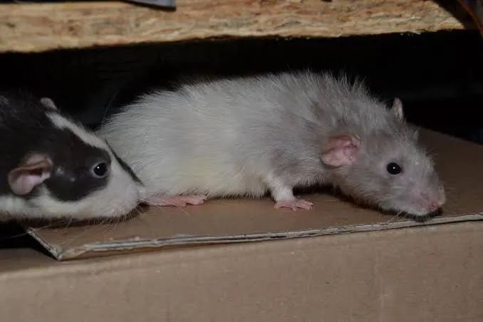 Rato twister rex, harleys e diversas variações  - Foto 2