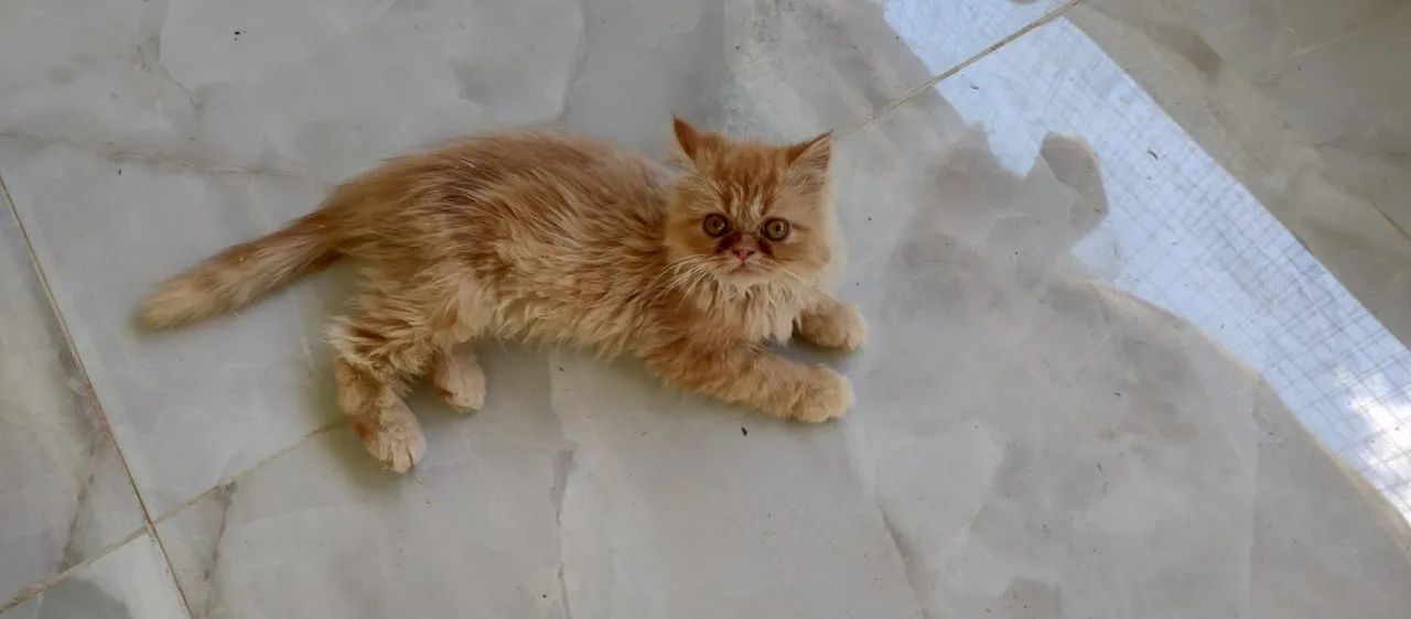 Vendo Gatinha persa 2 meses 