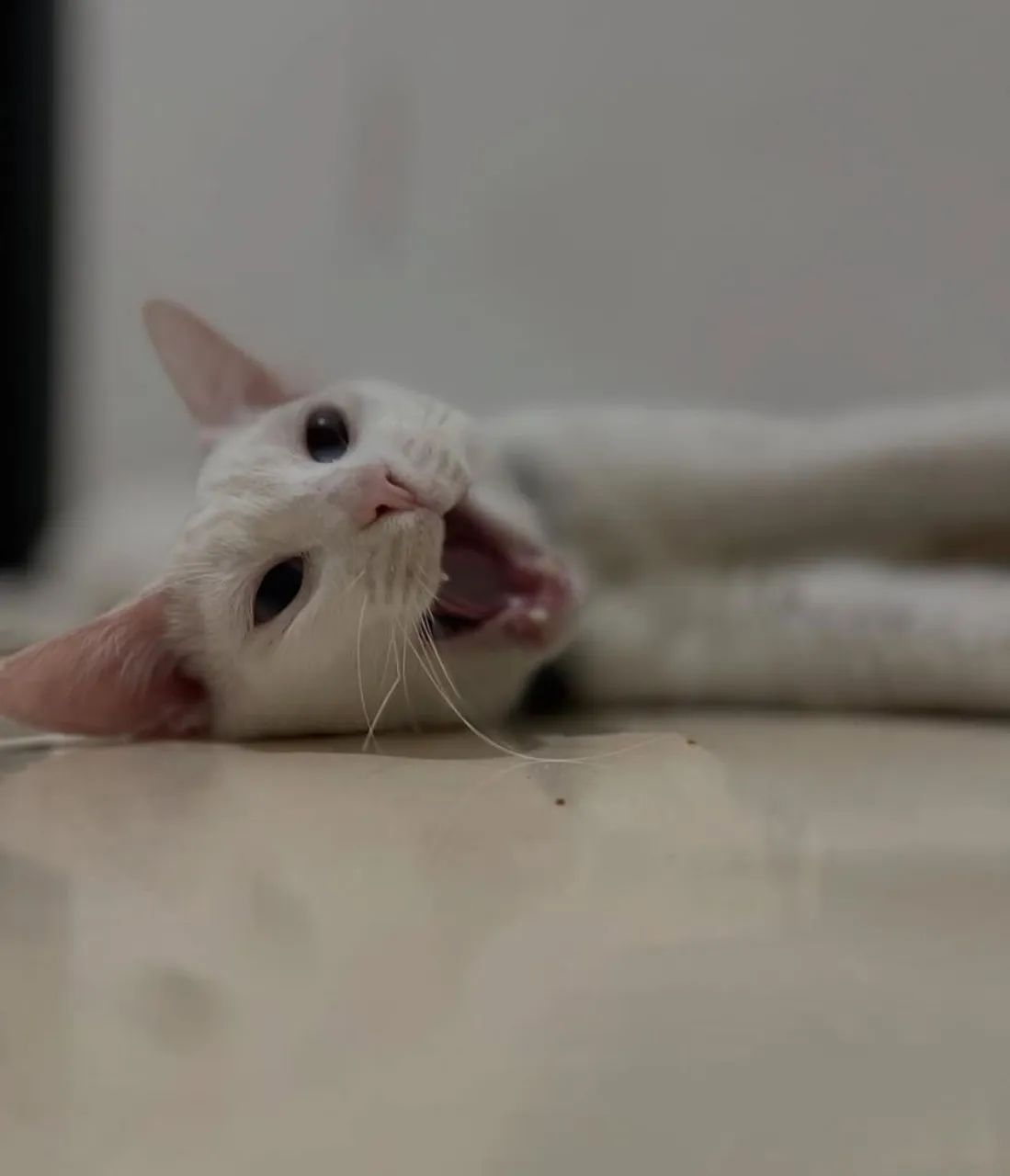 Gatos para doação 