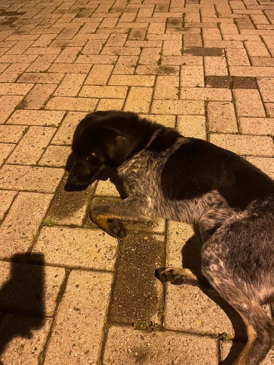 Cachorrinho adoção  - Foto 2
