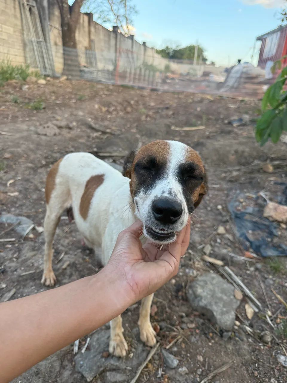Cadela para adoção  - Foto 4