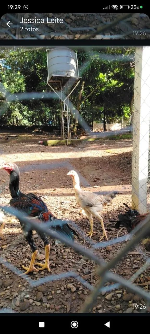 Casal de índio gigante 