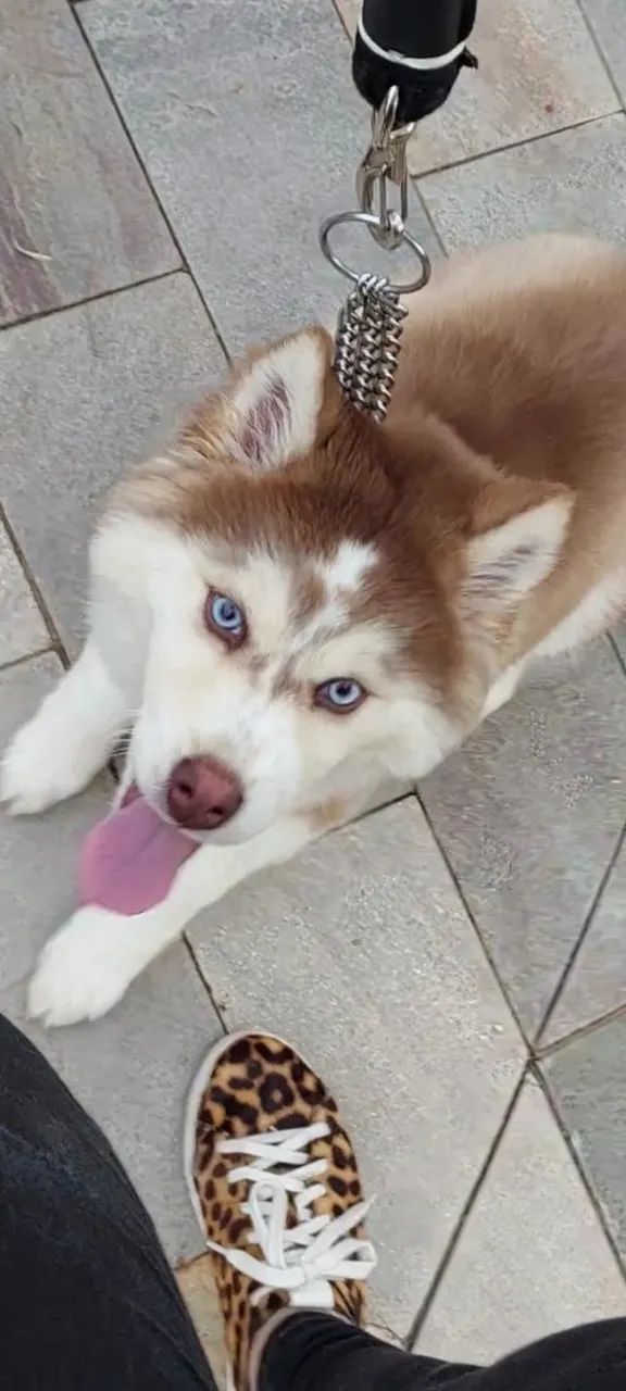 Husky siberiano  - Foto 2