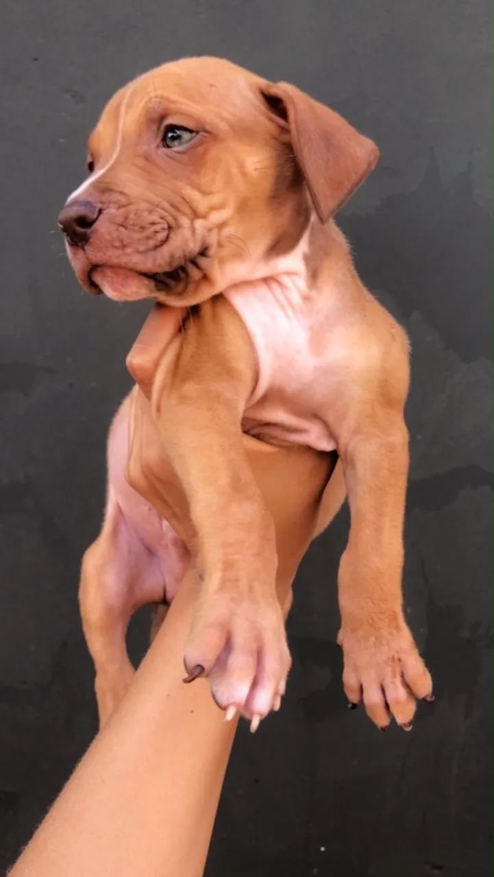Filhote de Pitbull macho  - Foto 2