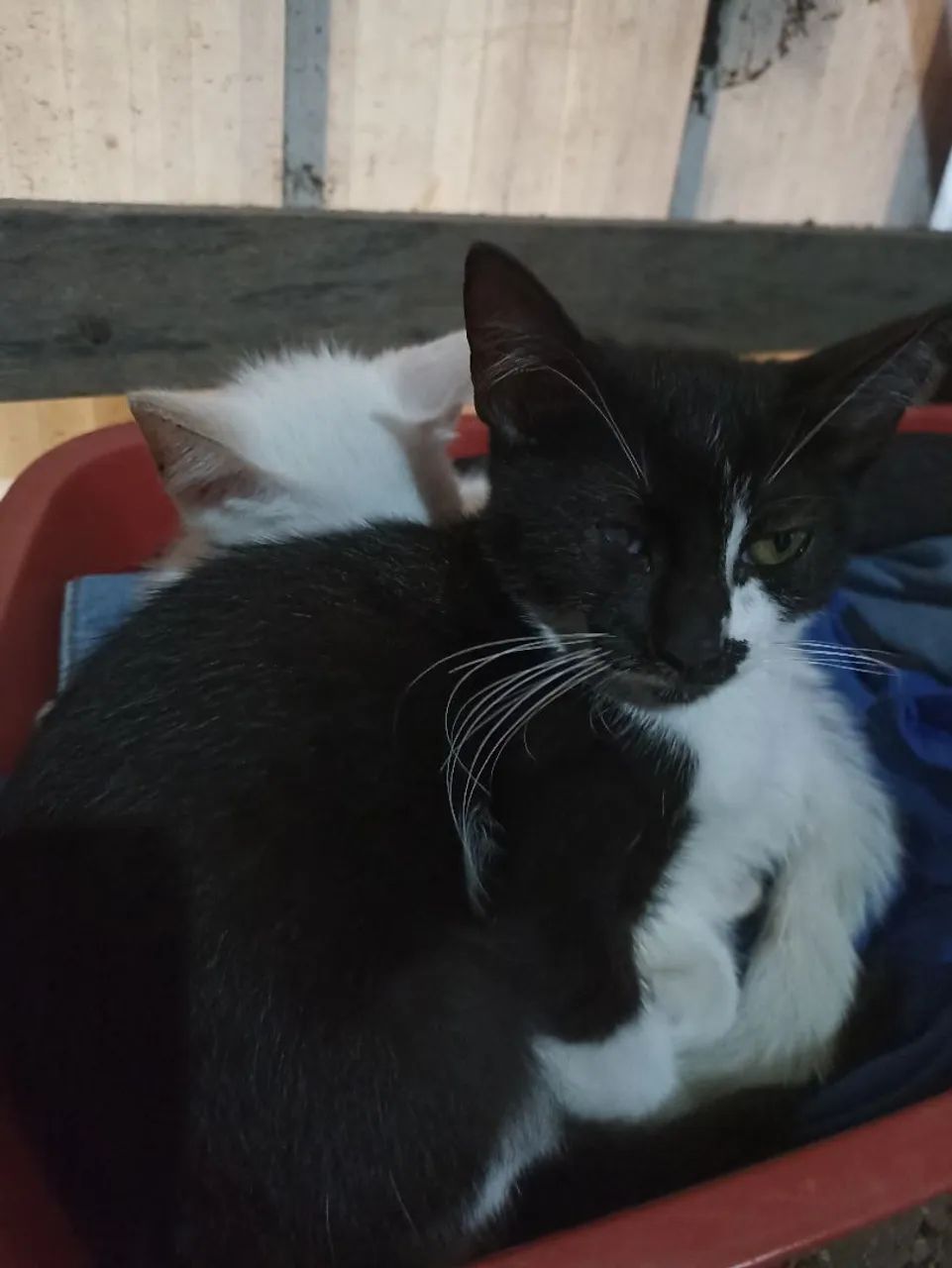 Gata pra adoção 