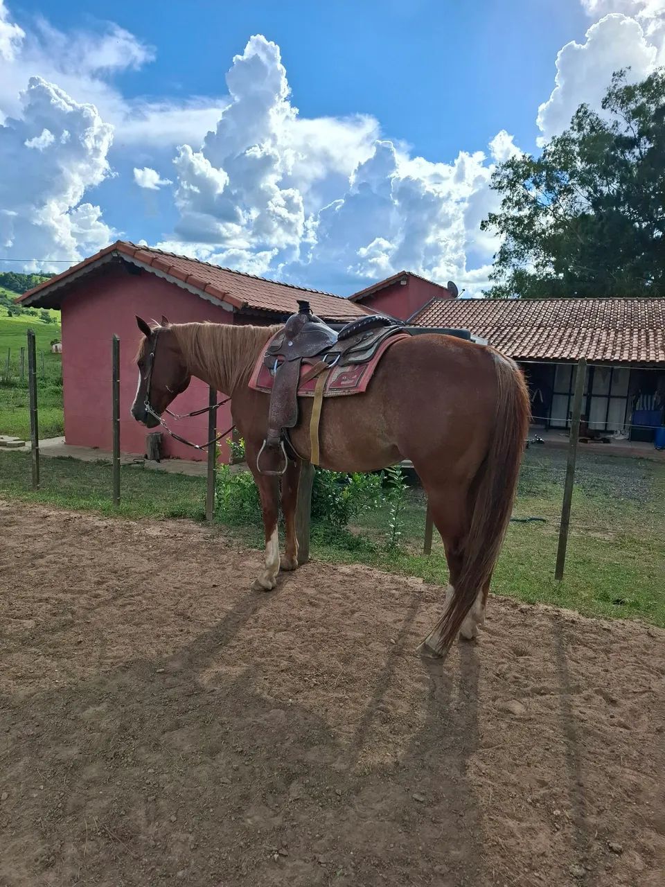Cavalos - Foto 5