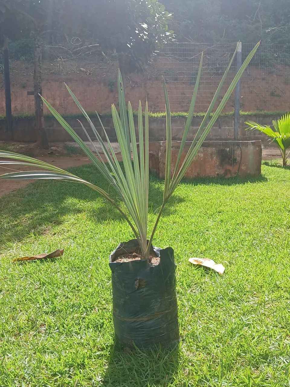 Palmeira Azul prontas pra plantar - Foto 4