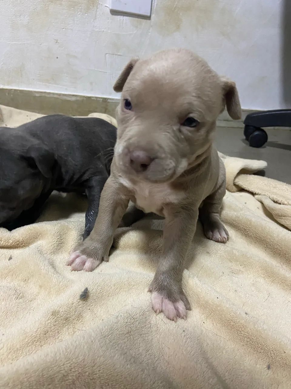 Vendo American Bully - Foto 4