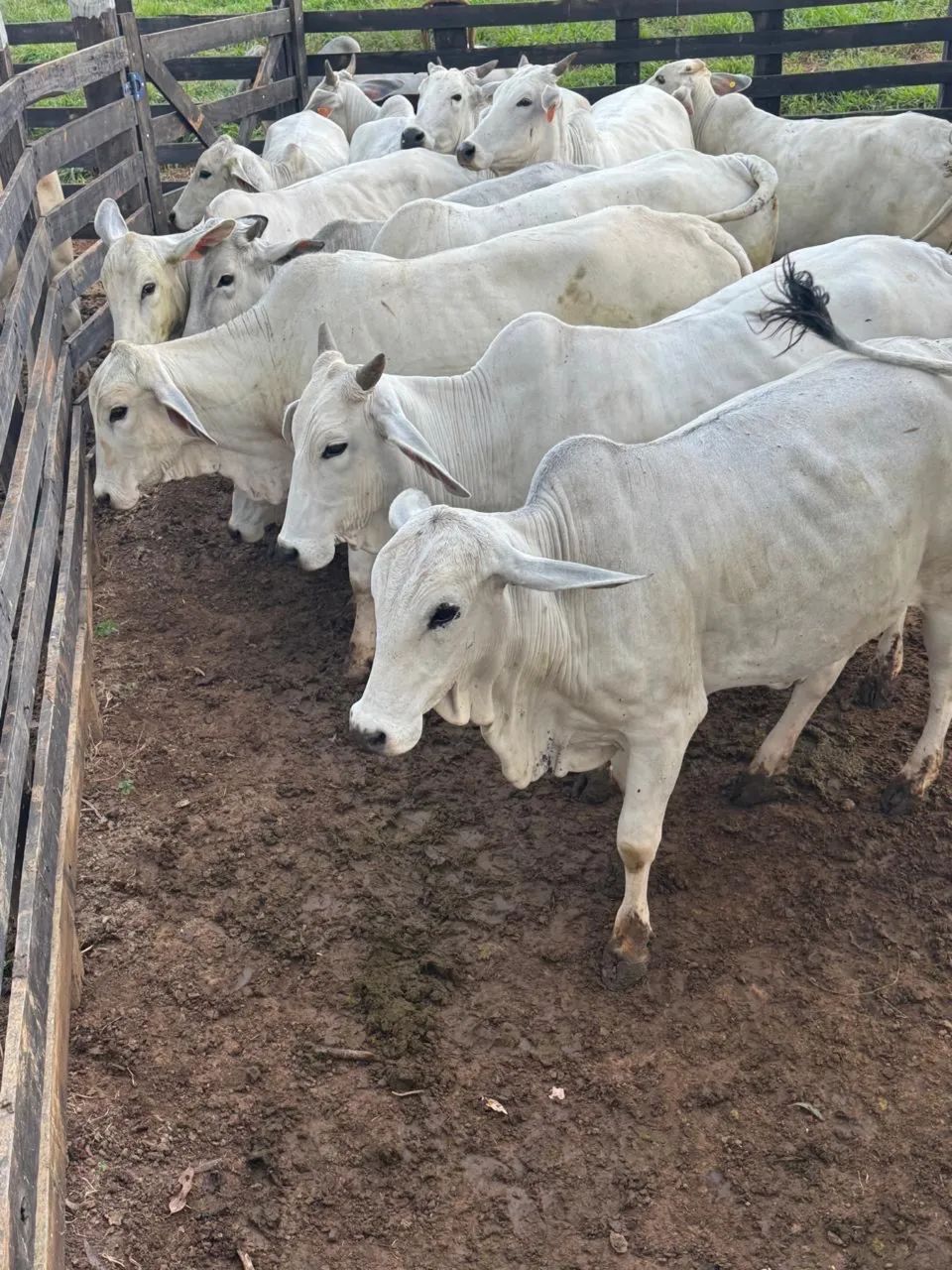 30 vacas tabanel entouradas de qualidade  - Foto 2
