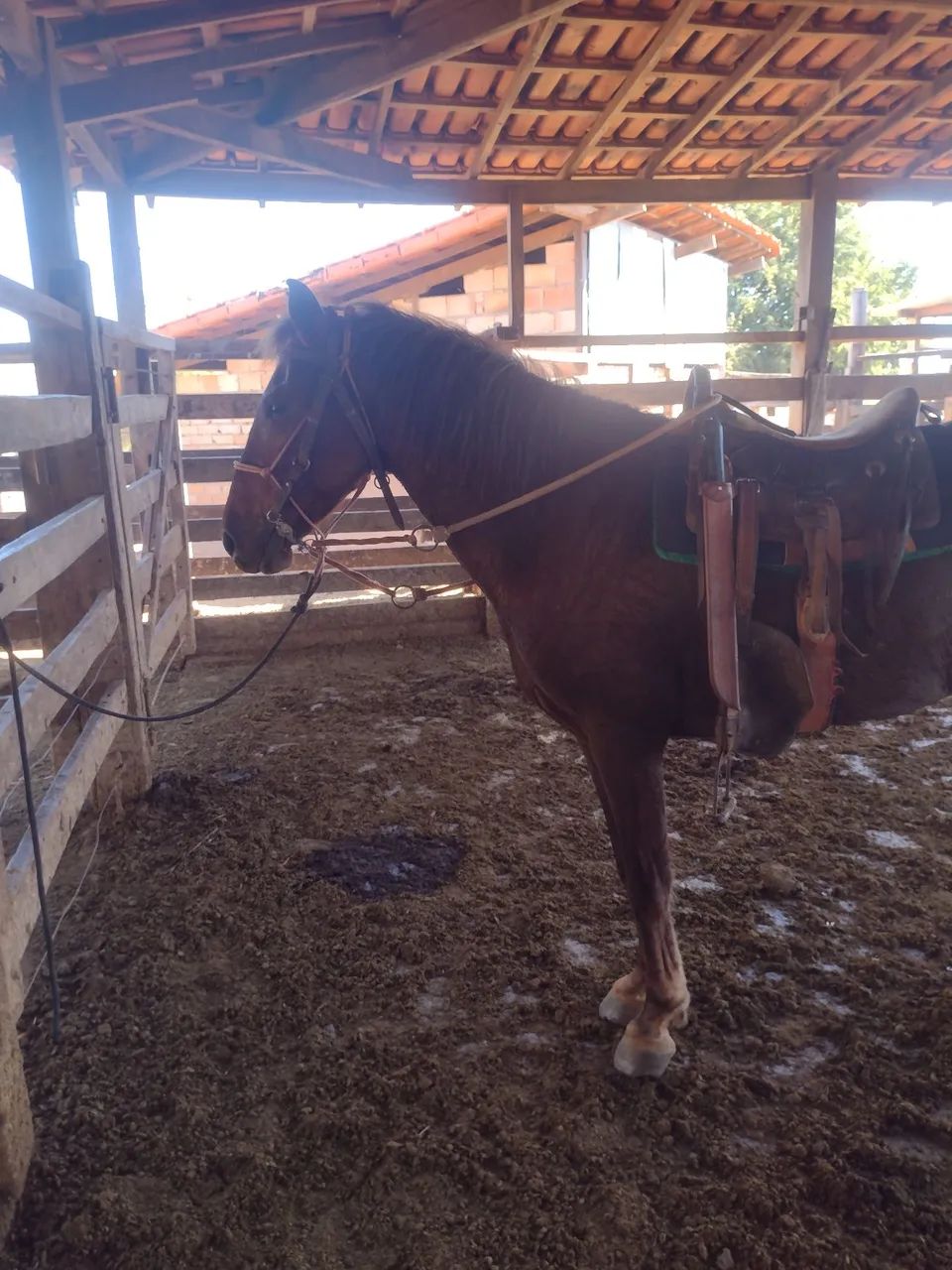 Cavalo  - Foto 3