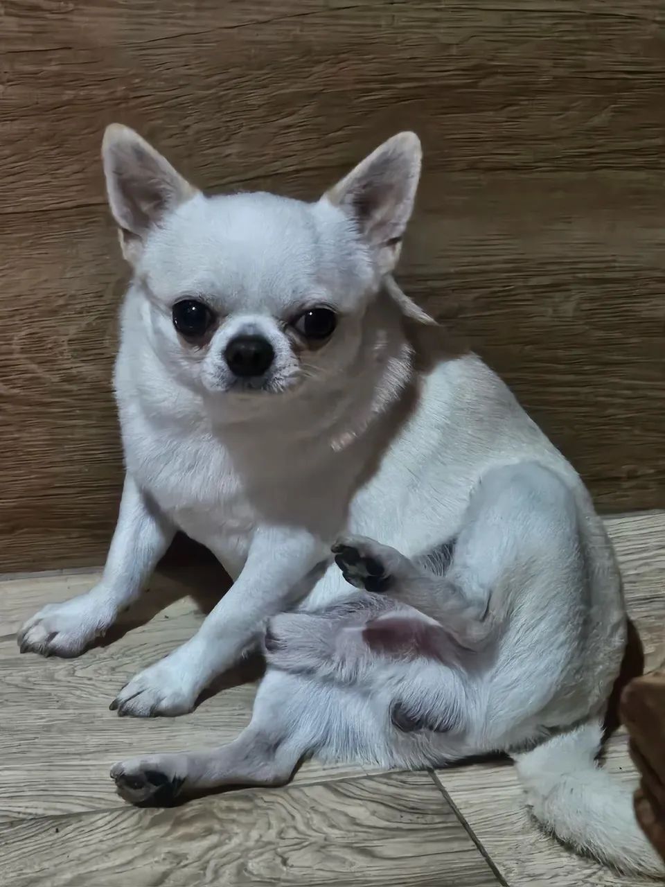 Chihuahua macho  - Foto 5