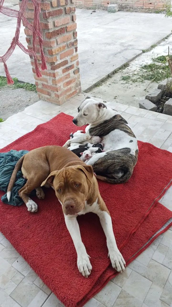 Cachorro ? - Foto 2