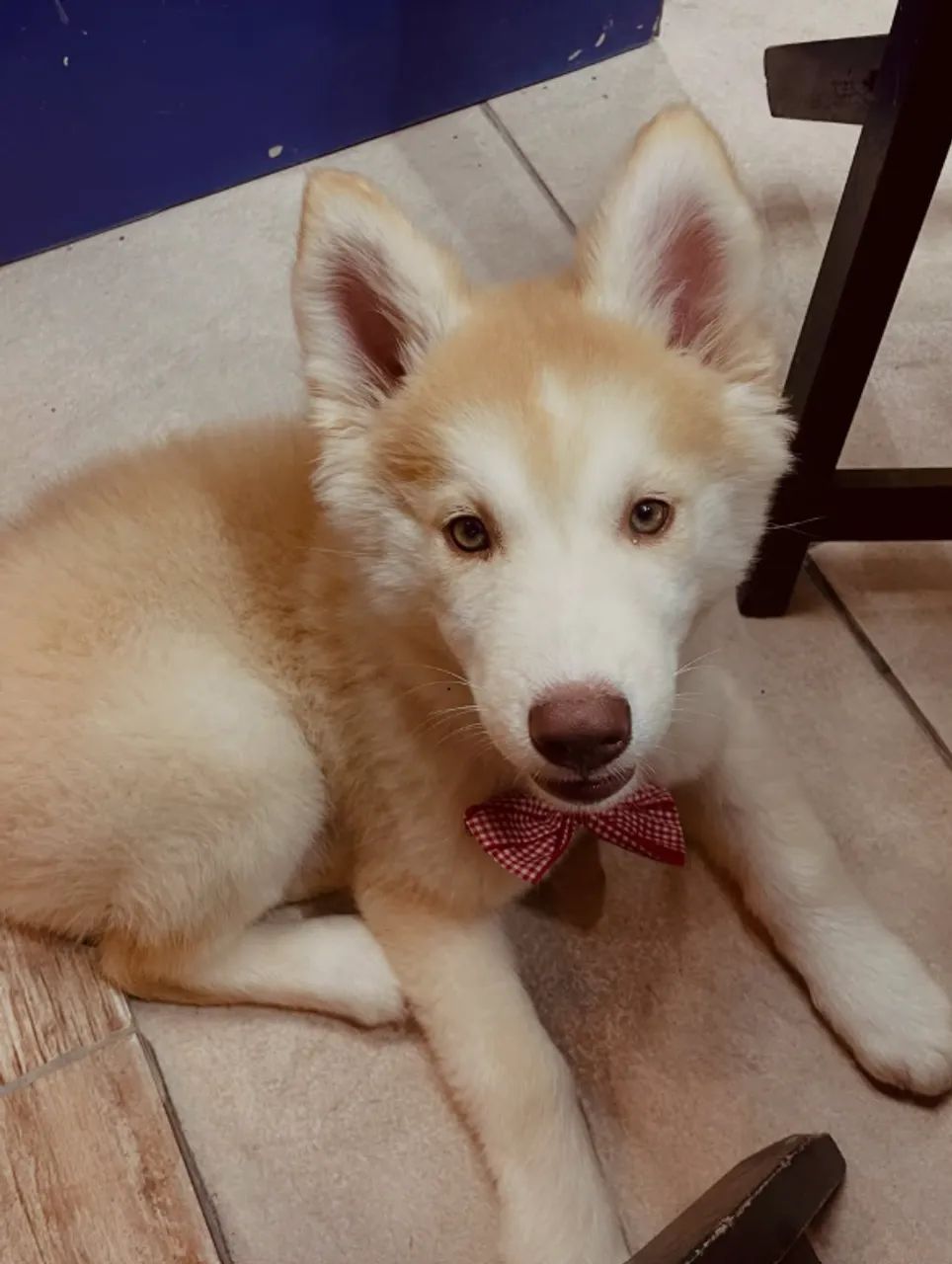 Husky siberiano- macho - Foto 2