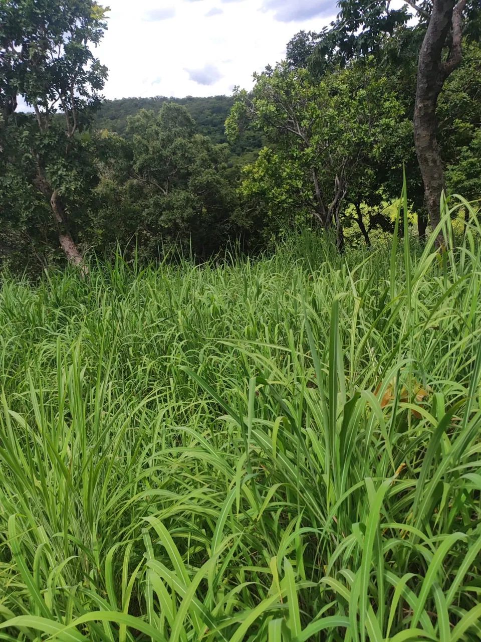Fazenda Serra da Pimenta