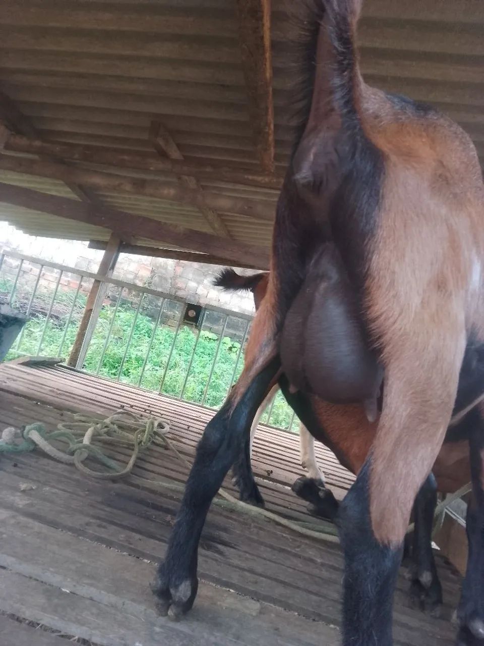 Cabra prenha de primeira cria. - Foto 3