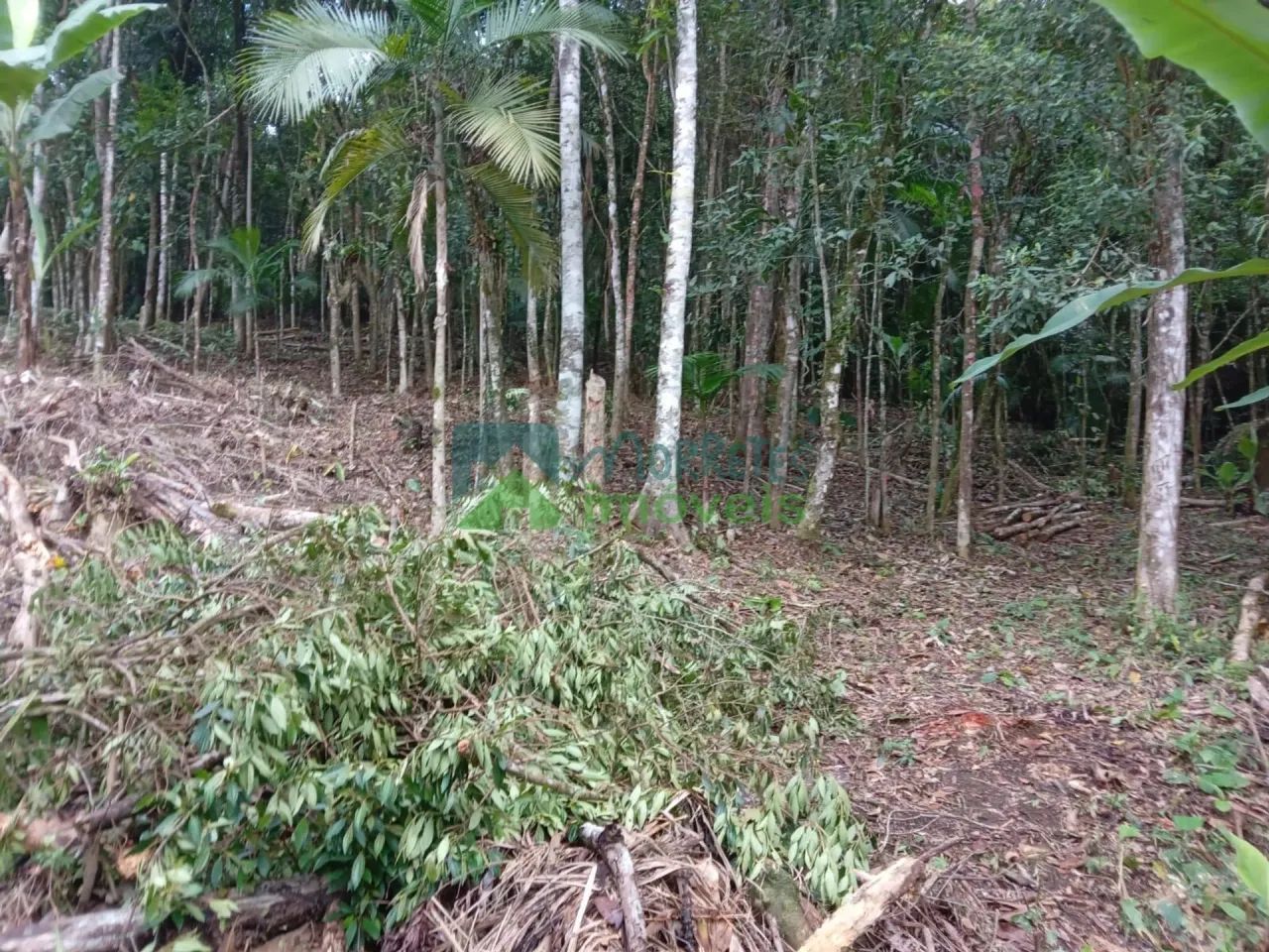 Chácara / Terreno - Foto 4