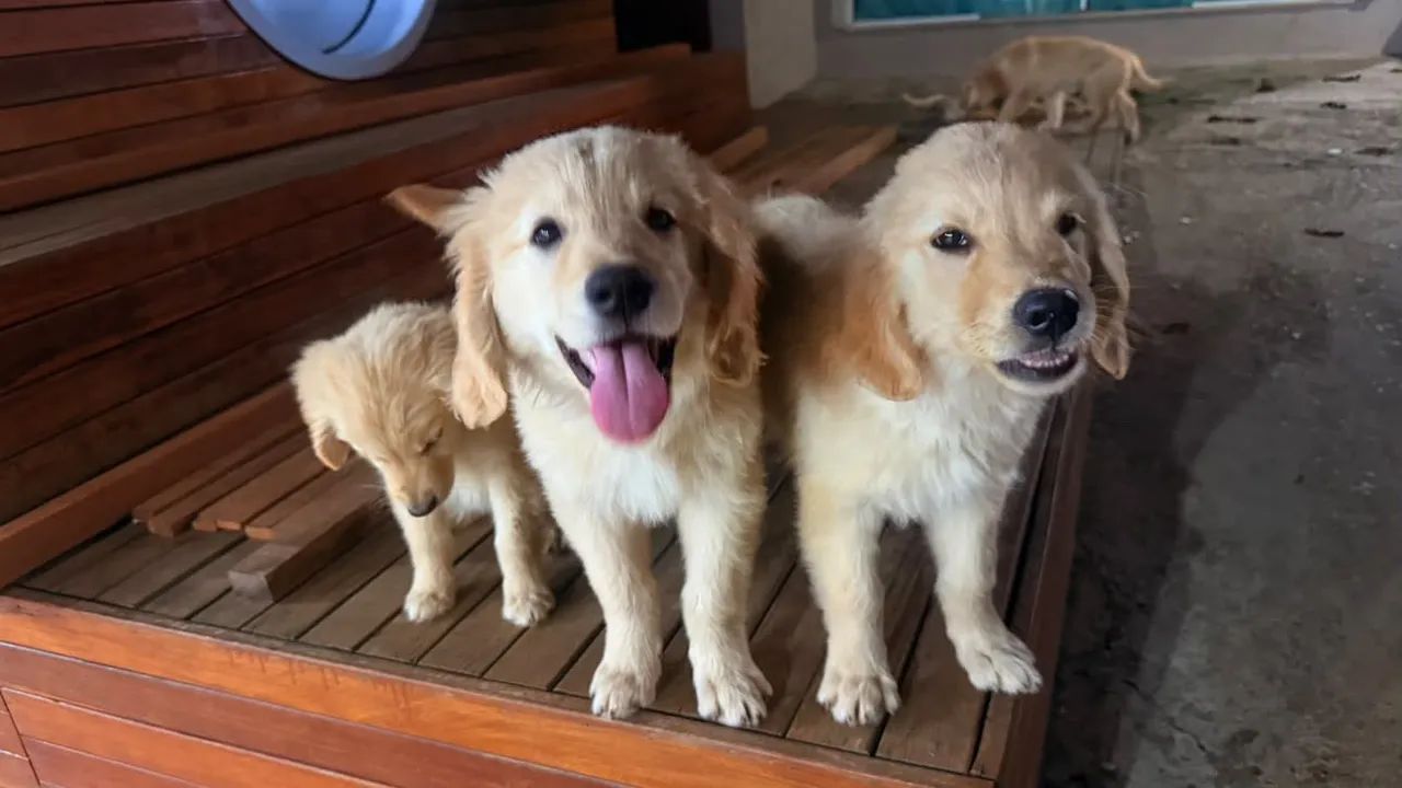 Golden retriever 