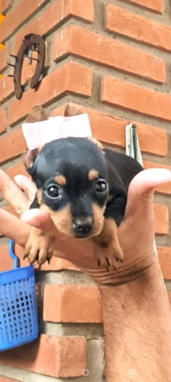 Pinscher mini 