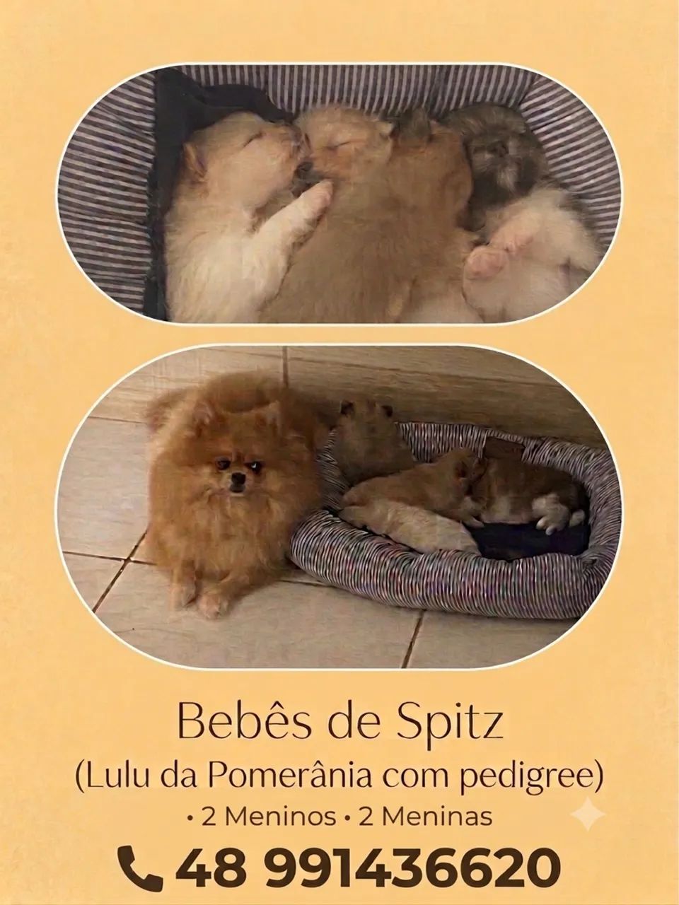 Lulus da Pomerania  - Foto 2