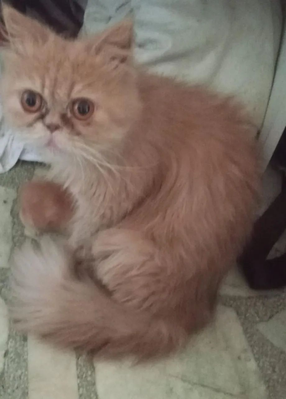 Vendo filhotes de gato persa  - Foto 2