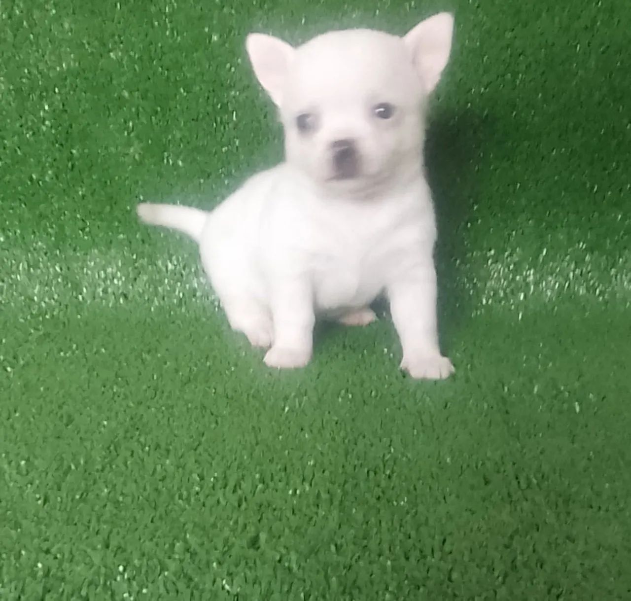 Chuhuahua