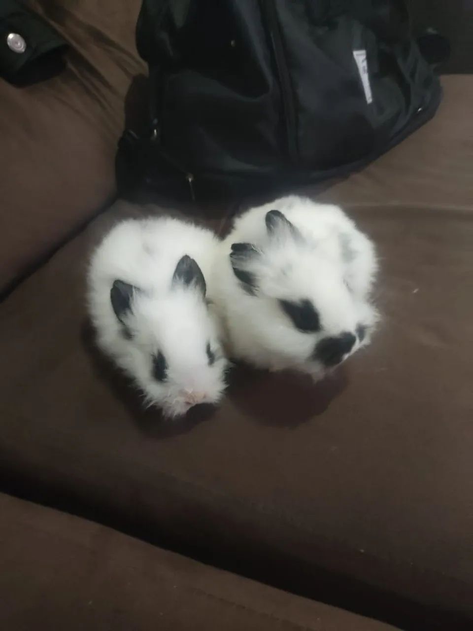 Vendo filhotes de mini lions últimos 4  - Foto 3